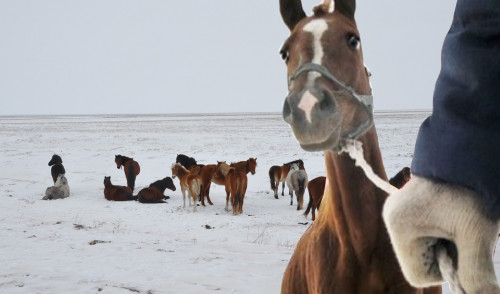 Úsh kúnde 100-den astam mal urysy ustaldy (vıdeo)