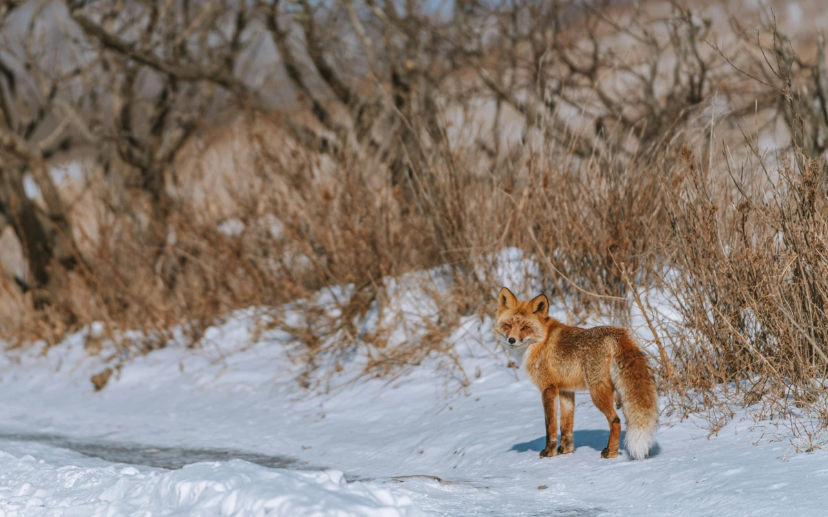 Mańǵystaýda túlki oqýshylarǵa shabýyl jasap, jaraqattady
