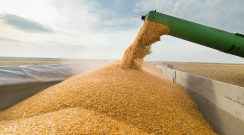 Qazaqstannan Túrikmenstanǵa jetkiziletin bıdaı kólemi artady