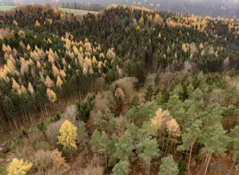 Sońǵy 10 jylda orman kólemin arttyrǵan 10 el