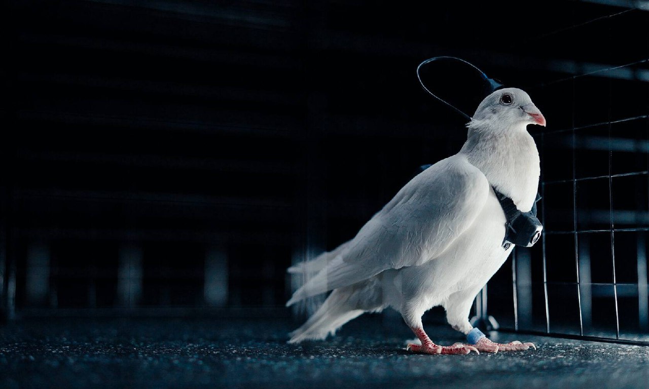 Bıodron-kógershinder