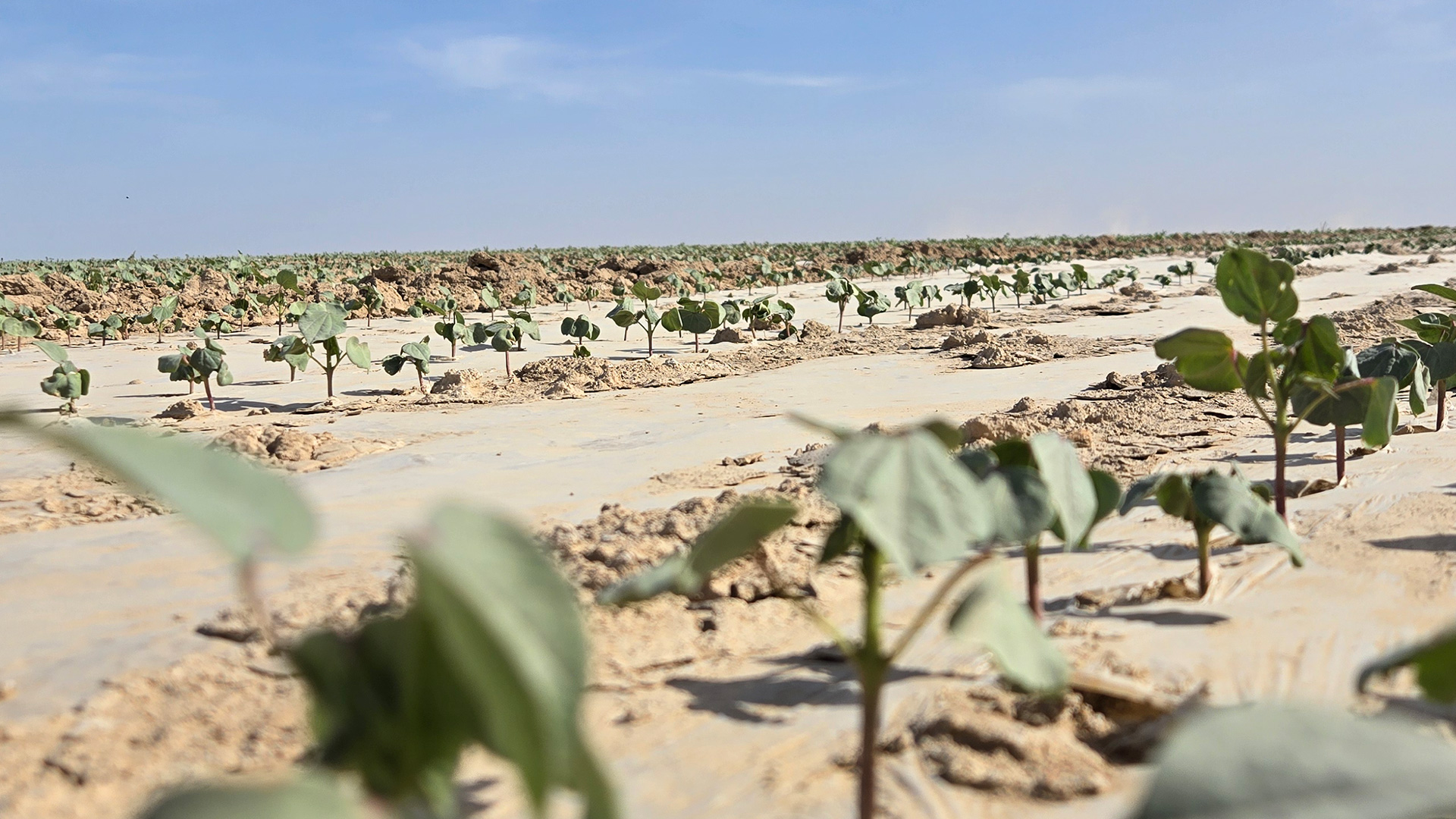 Tolyq sıkldi joba: Túrkistanda iri maqta ósirý kesheni qurylady