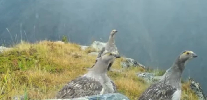 Katonqaraǵaı tabıǵı parkinde sırek kezdesetin qus fototuzaqqa túsip qaldy