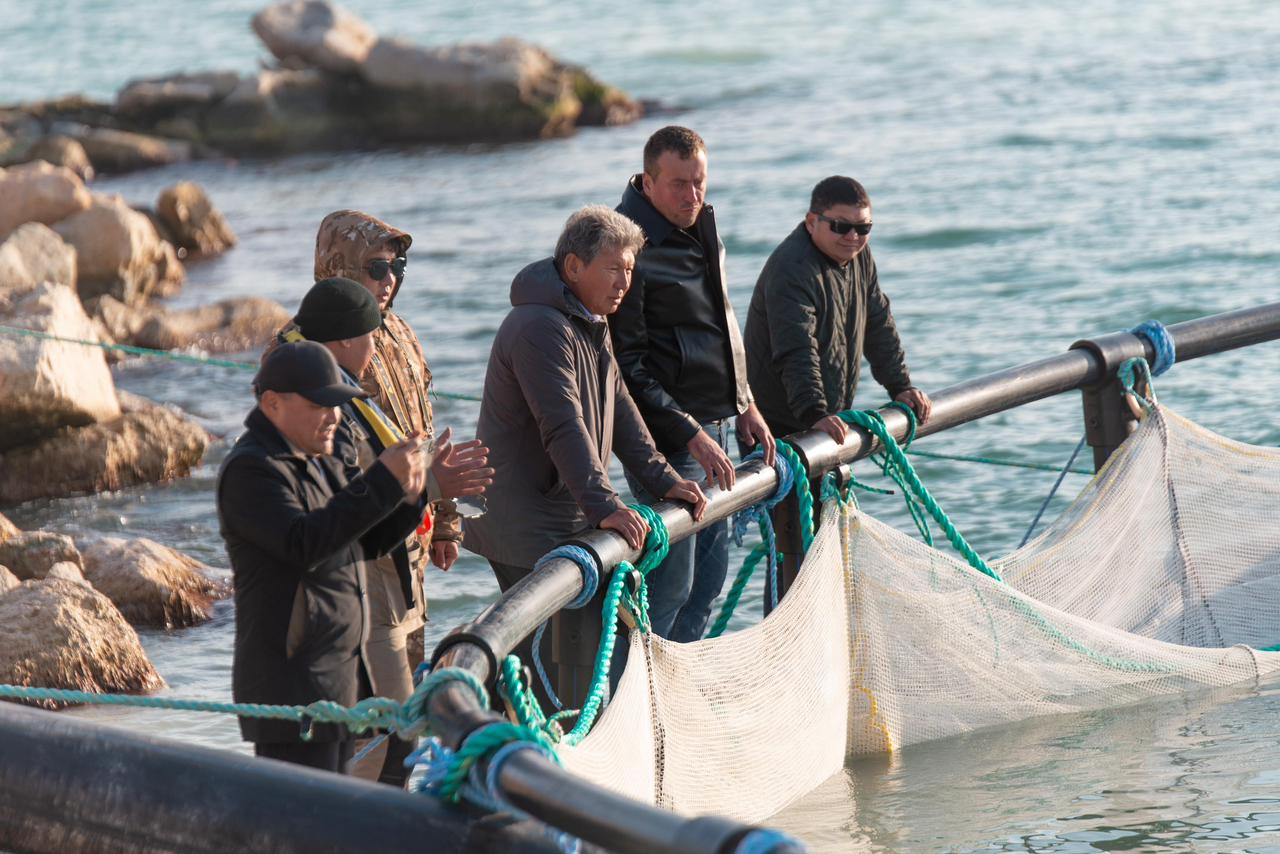 Kaspıı teńizine albyrt tuqymdas balyqtyń shabaqtary jiberildi