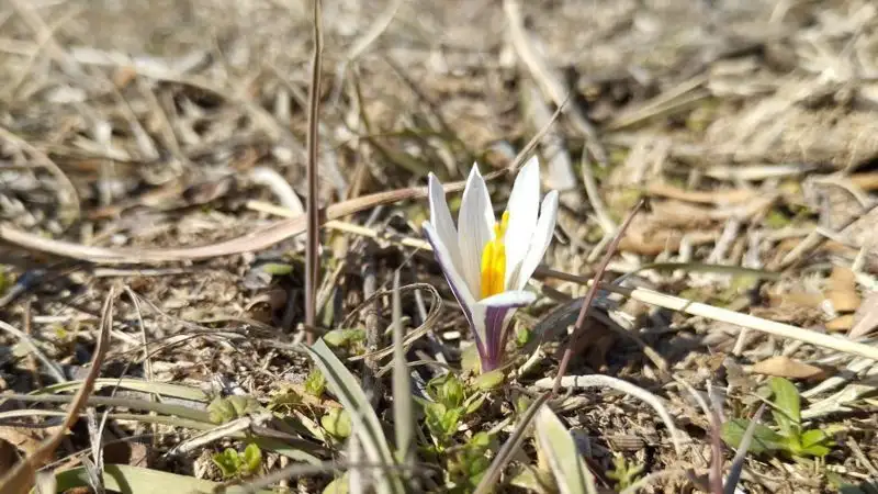 Ile Alataýynda báısheshek gúldedi