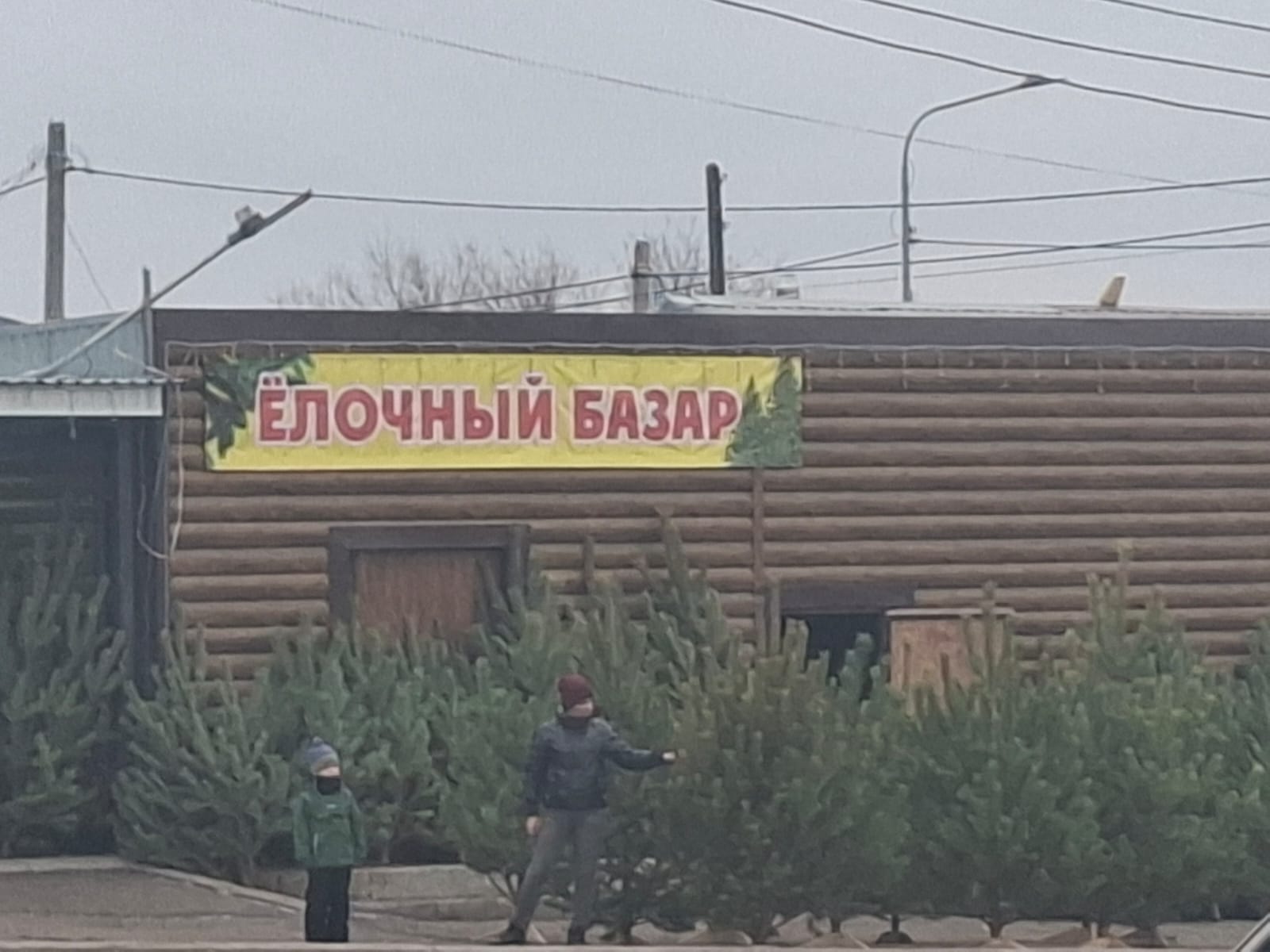 Qostanaı oblysynda qylqanjapyraqty aǵashtardy qorǵaý kúsheıtildi