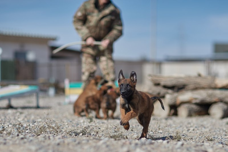 Ulttyq ulanda asyl tuqymdy qyzmettik ıtterdiń qatary artyp keledi