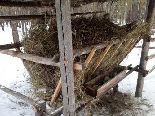 «Ertis ormanynda» jabaıy janýarlarǵa qysqy azyq oryndary uıymdastyrylyp jatyr