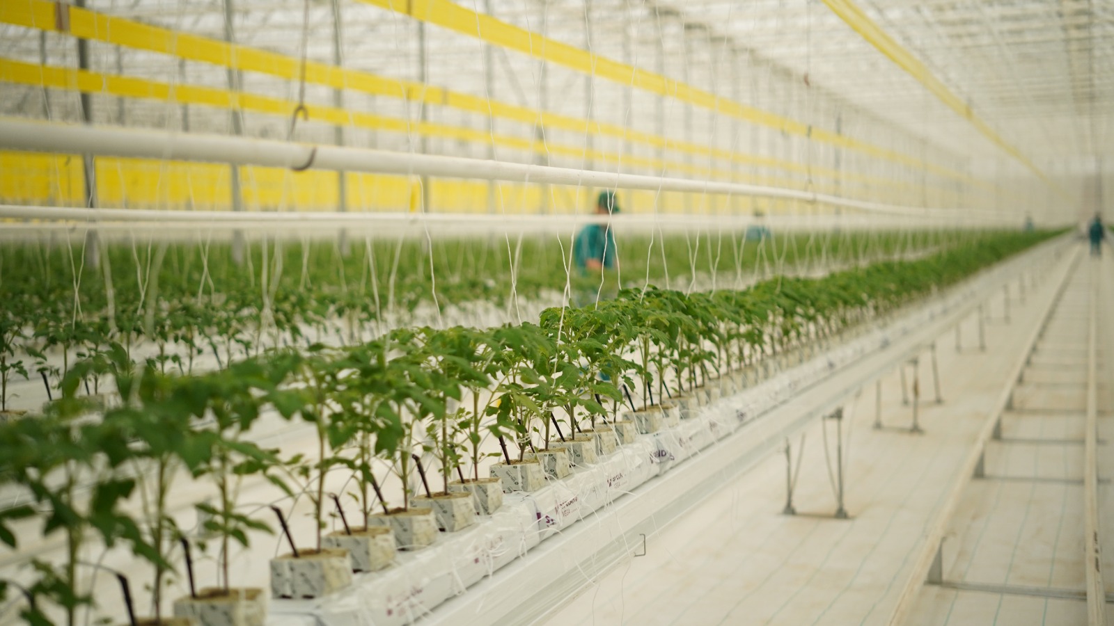 «Ecoculture-Eurasia» jylyjaı kesheni jylyna 27 000 tonna ónim alýdy josparlap otyr