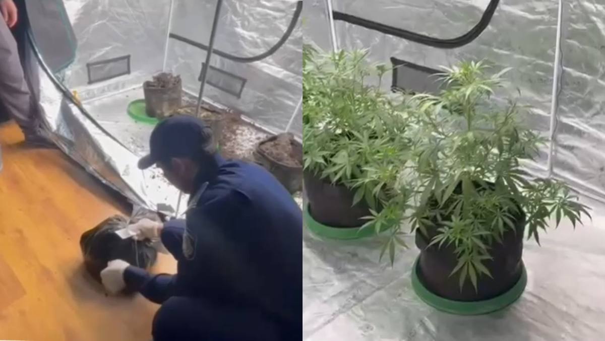 Almatyda páterinde esirtki tektes ósimdik ósirgen turǵyn ustaldy