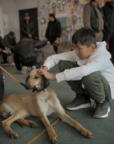 Almatyda qazaqy tazylardyń baıqaýy ótti