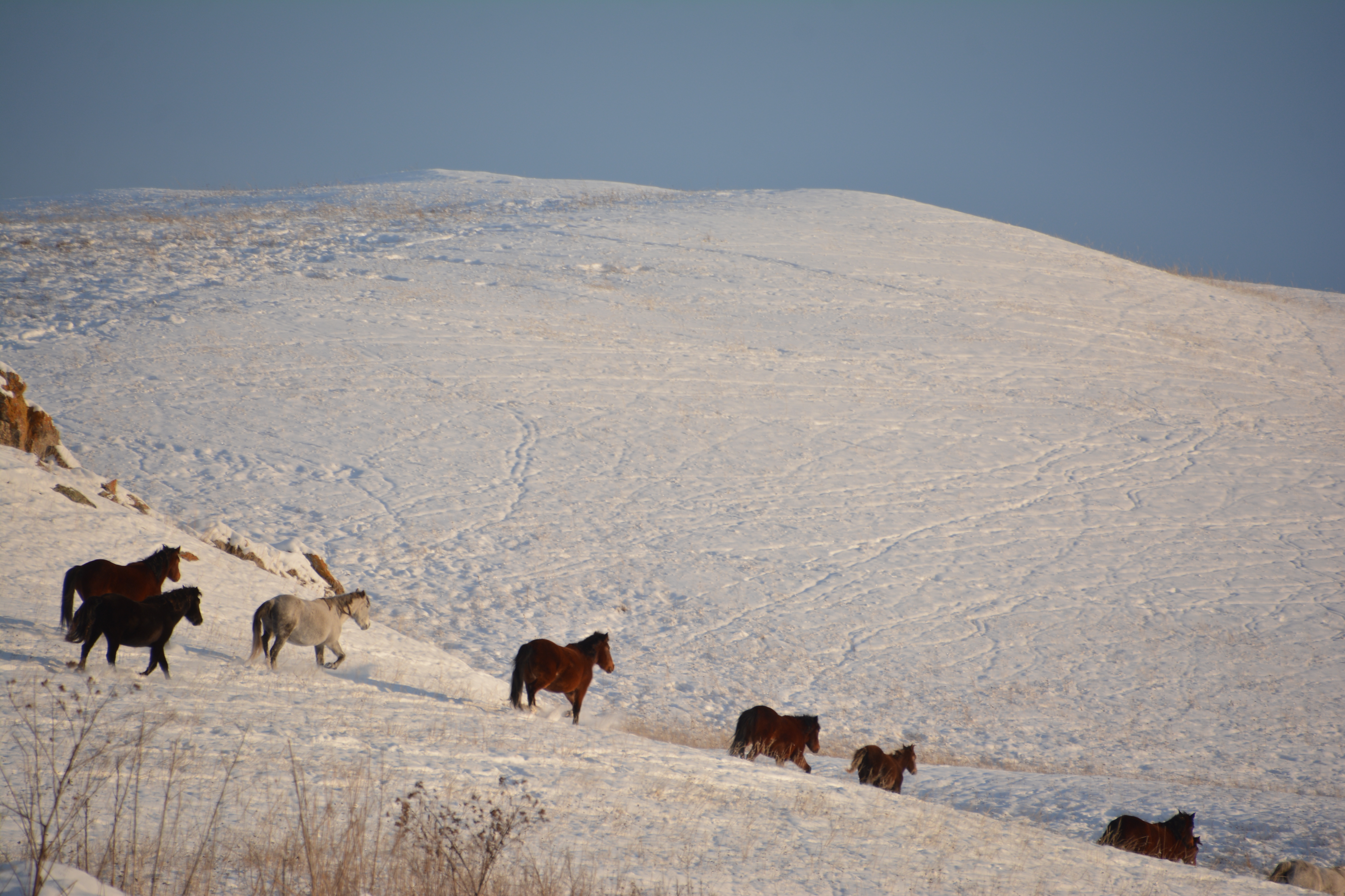 ShQO polıseıleri mal urlyǵyn izin sýytpaı ashty