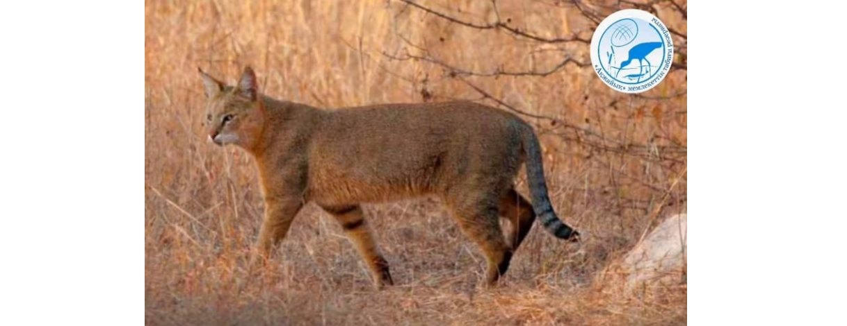 Rezervatta málin júr