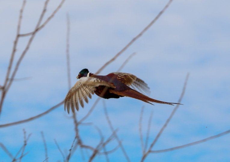 Otyz úırek, bes qyrǵaýyl