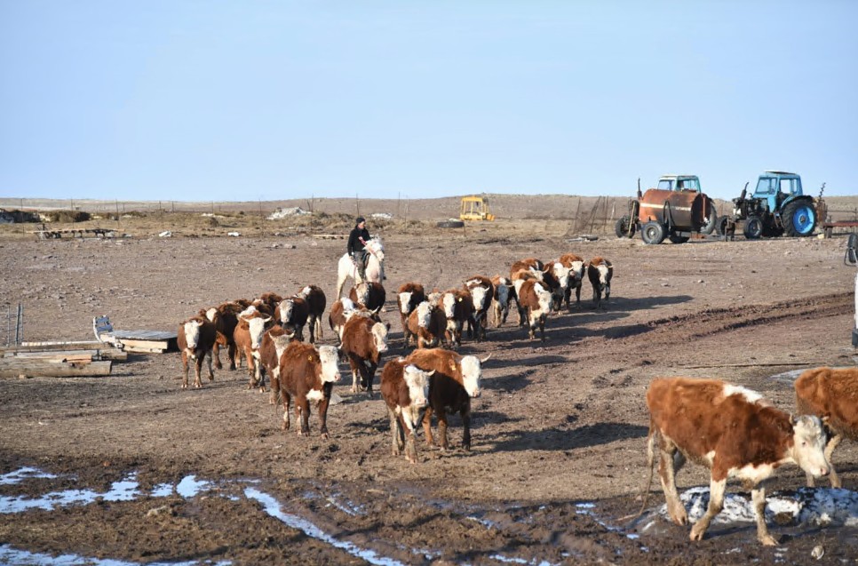 Mal ónimin daıyndaýǵa basymdyq berilse...
