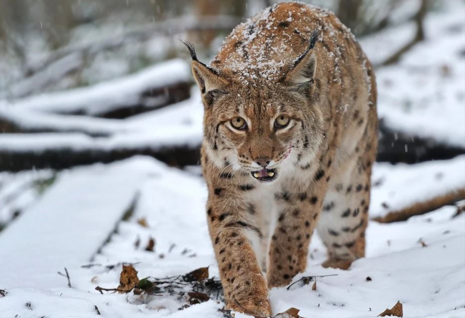 Sırek kezdesetin jyrtqysh beınejazbaǵa ilingen