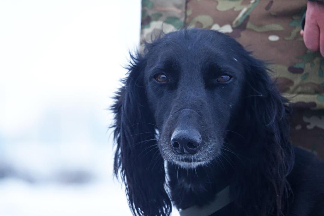 Áskerı bólimde Aıqas esimdi tazy ıt qyzmet etedi
