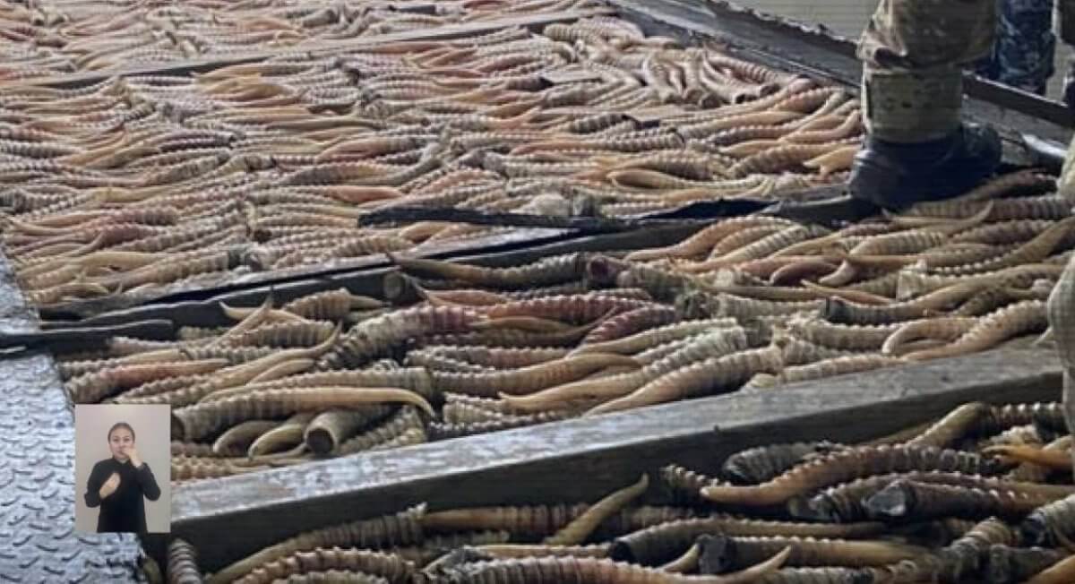 Qazaqstanda brakonerlerden myńnan astam kıik múıizi tárkilendi