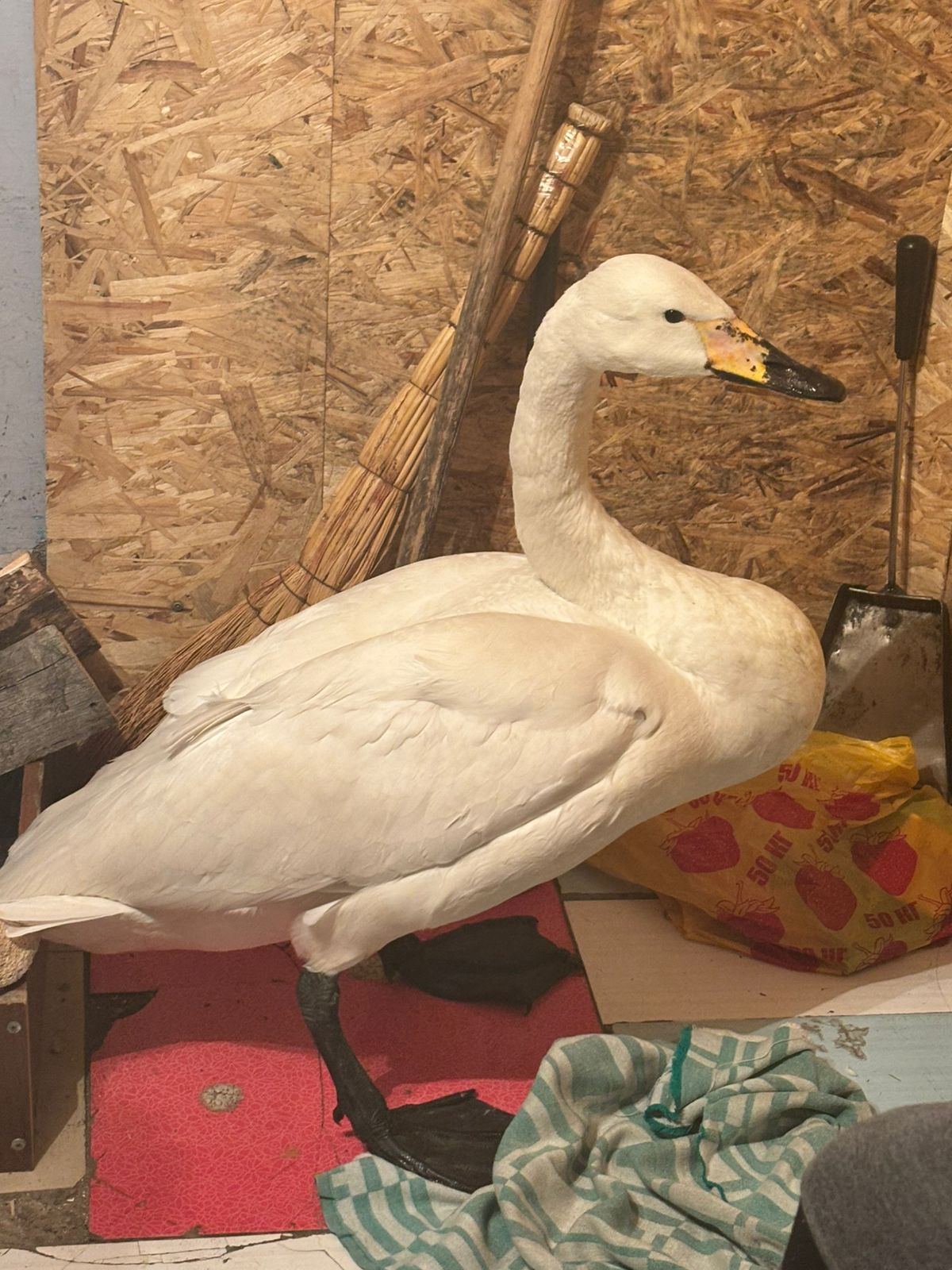 Pavlodarda aýyl turǵyndary taǵy bir aqqýdy qutqardy