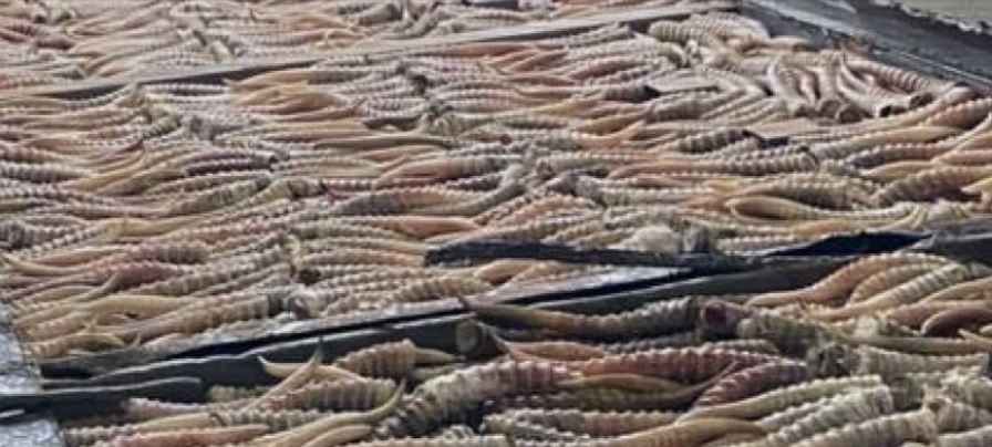 Qaraǵandy jáne Pavlodar oblystarynda zańsyz aqbóken aýlaǵandar ustaldy