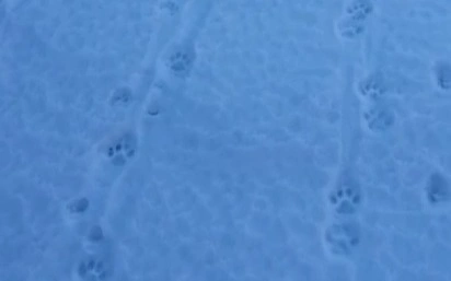 Almaty oblysynda qar barysynyń izi anyqtaldy