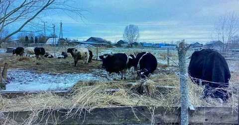 Qyzylordada mal urlap, soıyp jatqandar ustaldy
