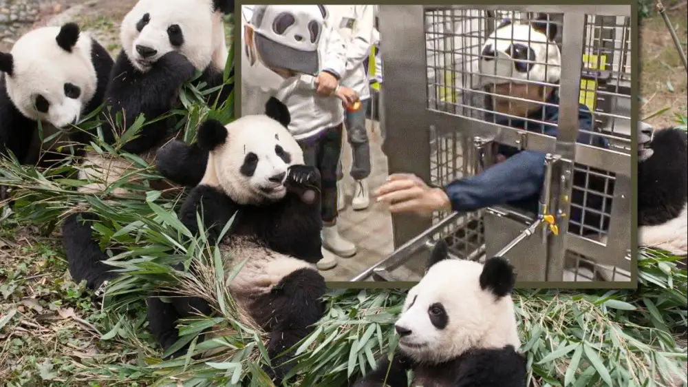Japonııada zoobaq qyzmetkerleri ań kostıýmin kıip óner kórsetti