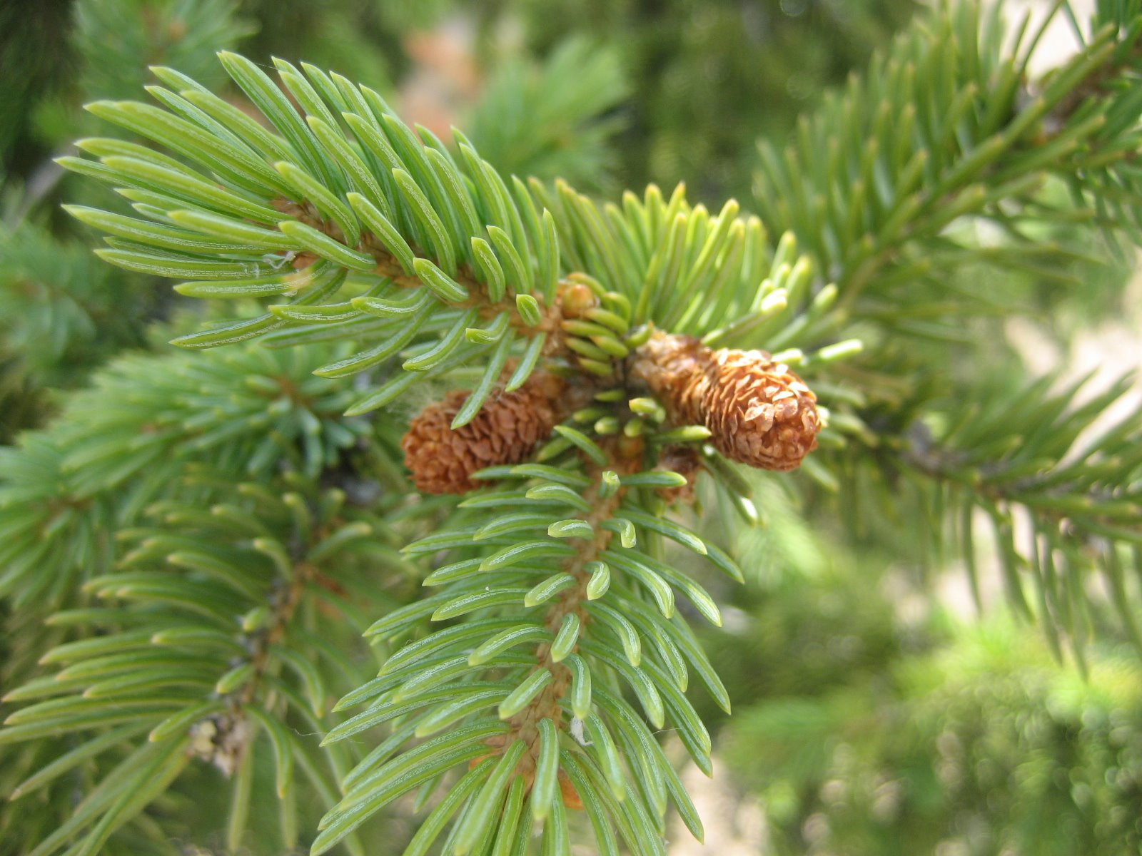 Almaty haıýanattar baǵy turǵyndardy shyrshalarǵa ekinshi ómir syılaýǵa shaqyrdy