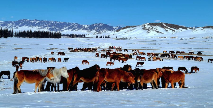 Jylqyny asyldandyrý – mańyzdy másele