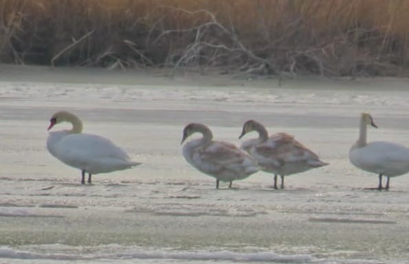 Aqqýlar otbasy: Tabıǵı parkte sırek qubylys tirkeldi