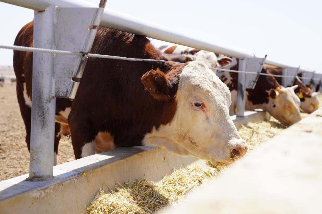 Elimizde mal ósirýshiler odaǵy qurylyp, jumysyn bastady