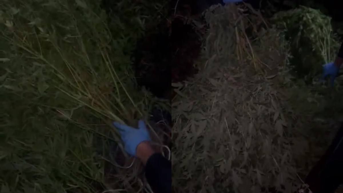 Qaraǵandy turǵyny ákesiniń páterinde qarasora ósirgen