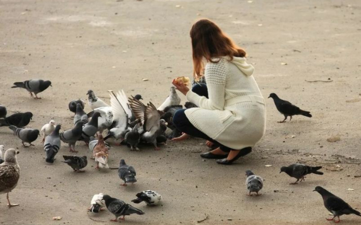 Saıabaqta qustardy tamaqtandyrǵandar jaýapkershilikke tartyla ma?