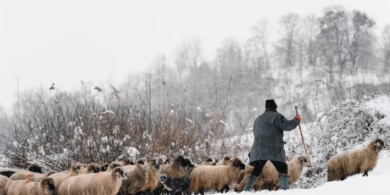 Joǵalǵan shopan tabyldy