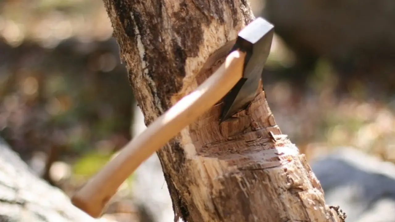 Abaı oblysynda 92 aǵash zańsyz kesilip, zalal 760 myń teńgeden asqan