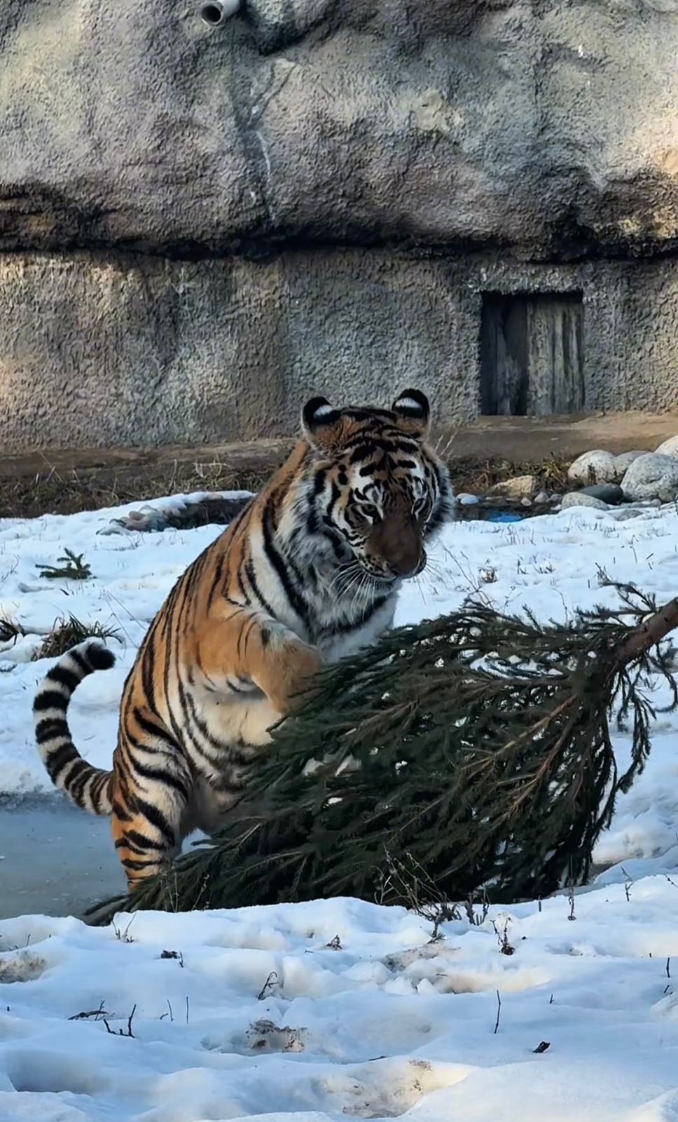 Haıýanattar shyrshaǵa qaryq boldy