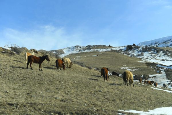 Túrkistan oblysynda 531,1 myń gektar jaıylym jetispeıdi