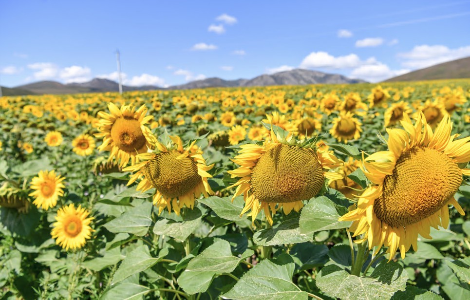 Kúnbaǵys maıynyń eksporty artty