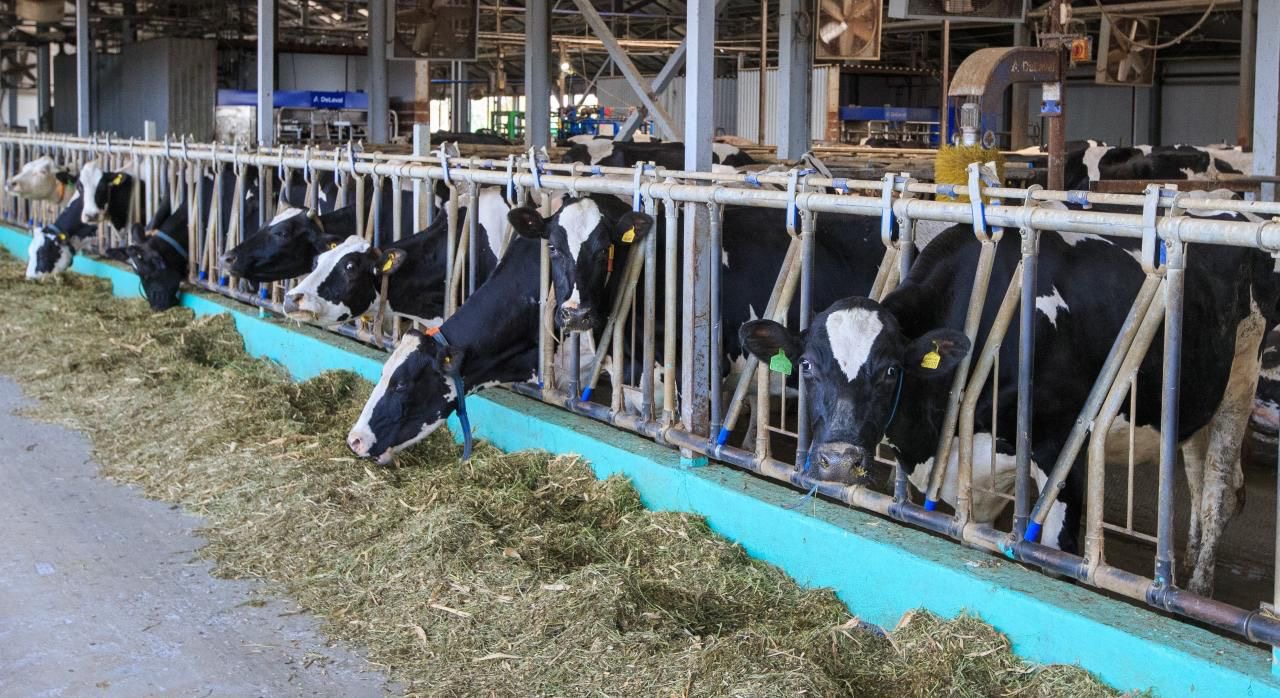 Jetisýda mal sany ósken