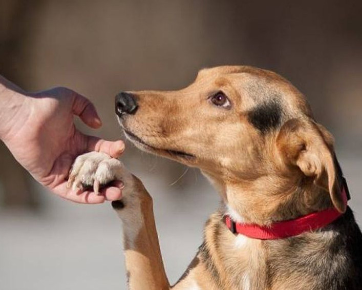 Janýarlarǵa janashyrlyq mádenıeti qalyptasyp keledi