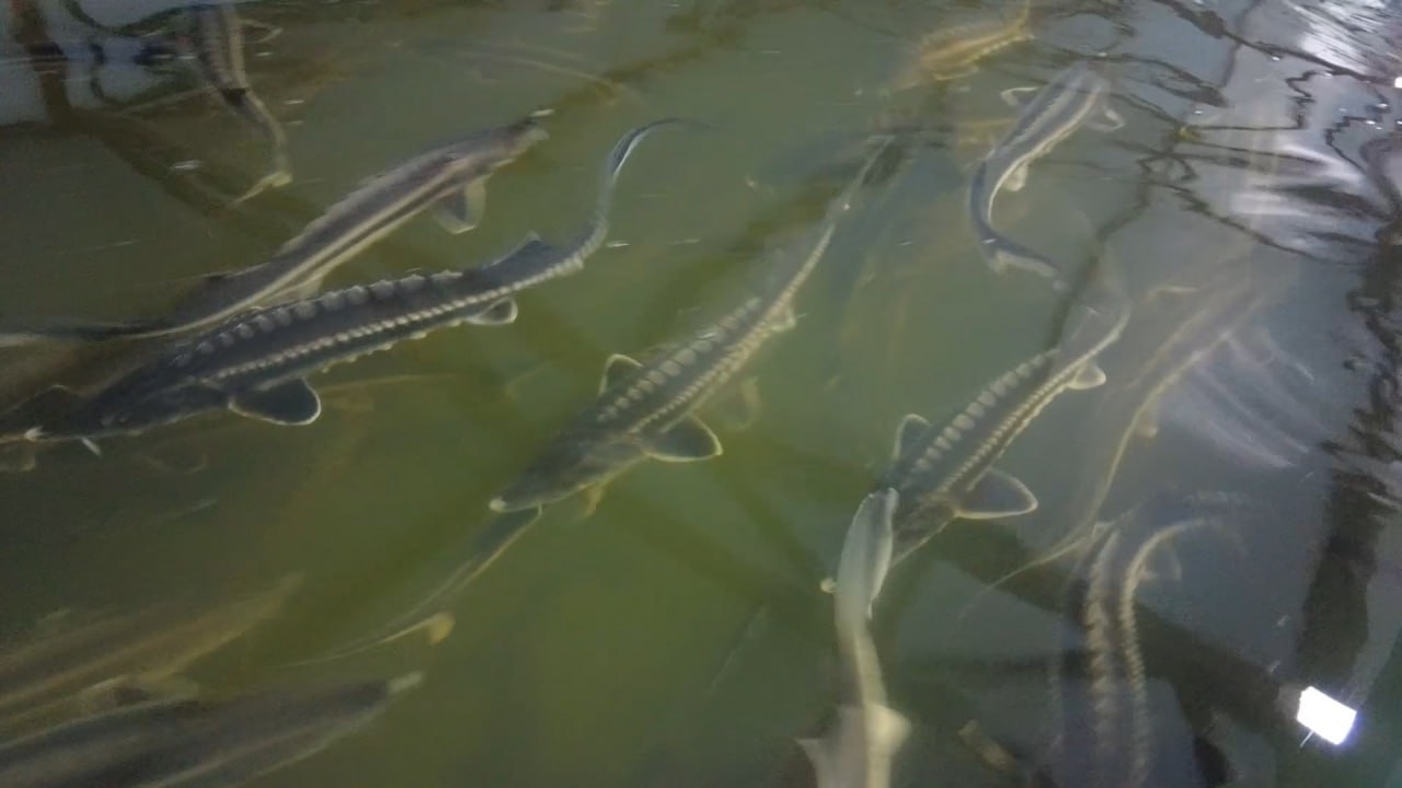 Balyq sharýashylyǵyna serpin beredi