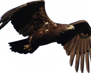 Qyran búrkit túrleri