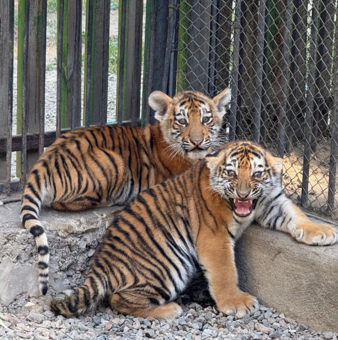 Sırek ańdarmen tolyqty
