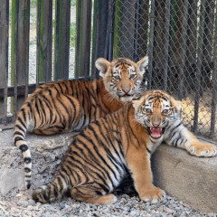 Sırek ańdarmen tolyqty