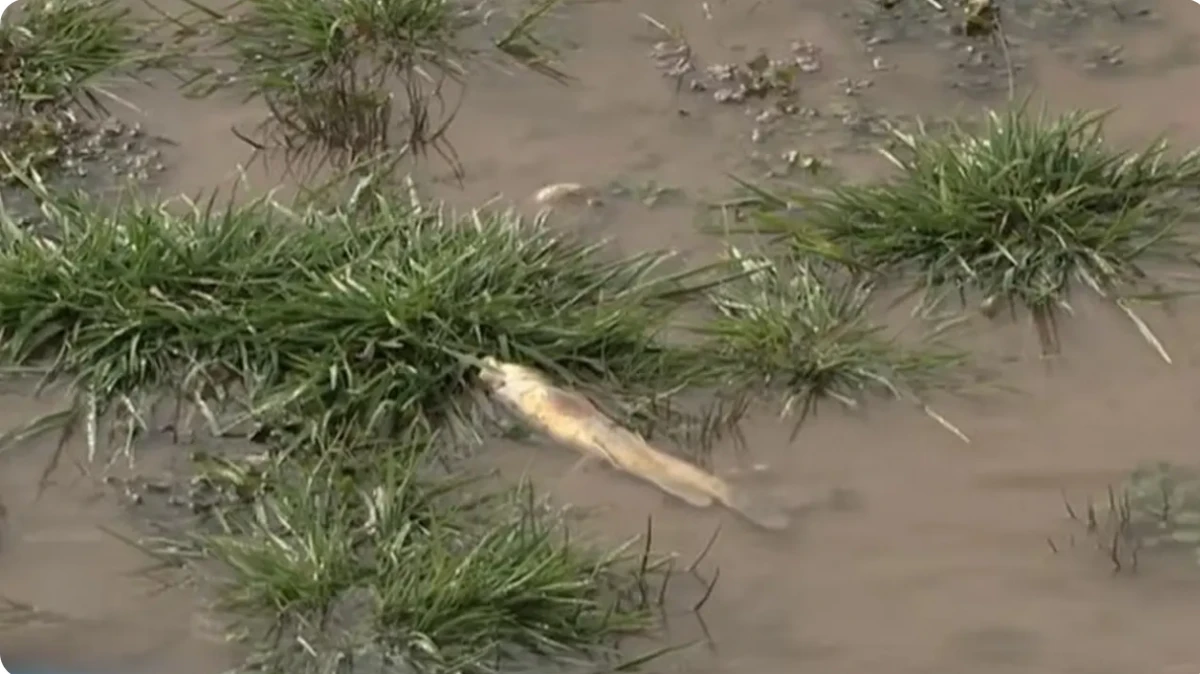 Badam ózenindegi balyqtardyń jappaı qyrylýyna ne sebep boldy?