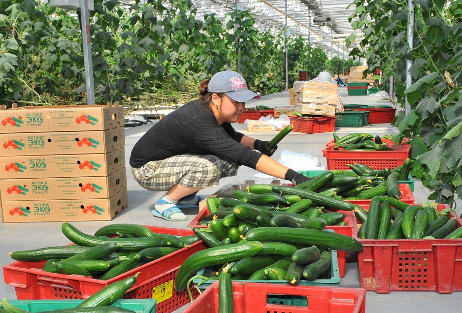 Baǵa turaqtylyǵy – basty nazarda