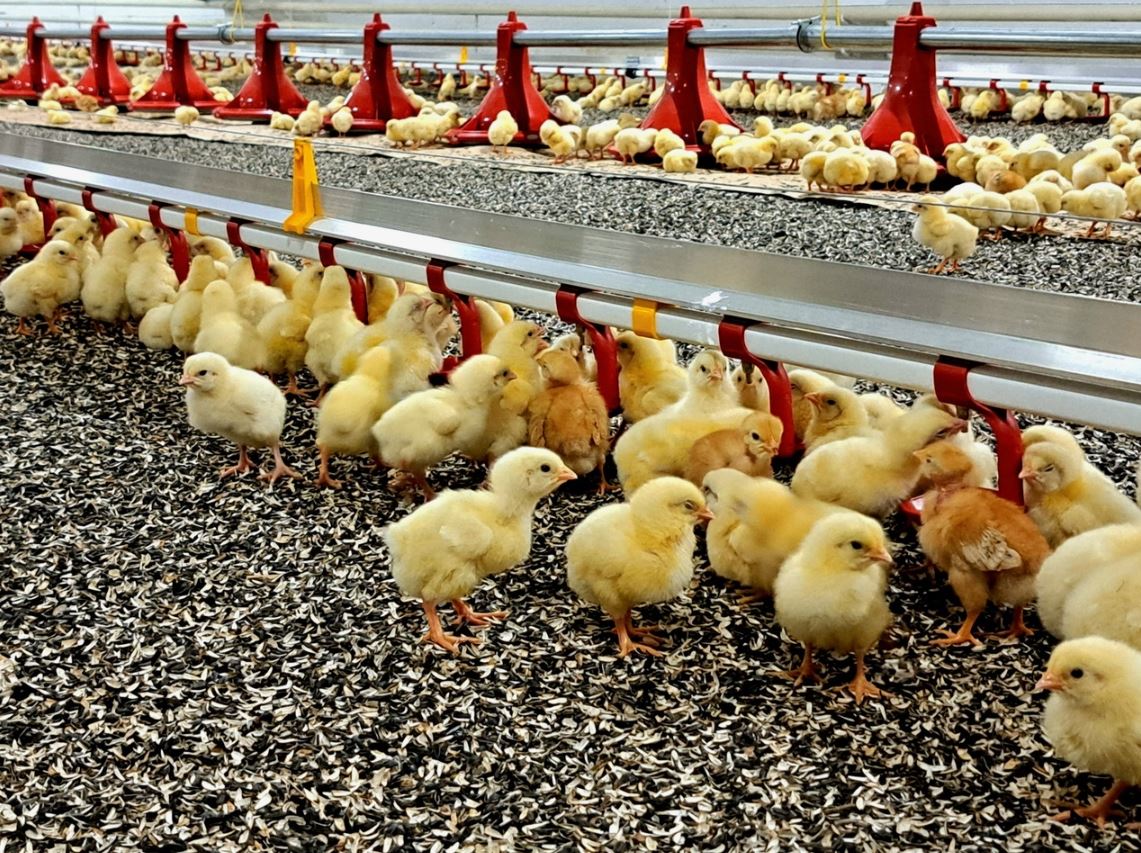 Qaýqarly qus fabrıkasy