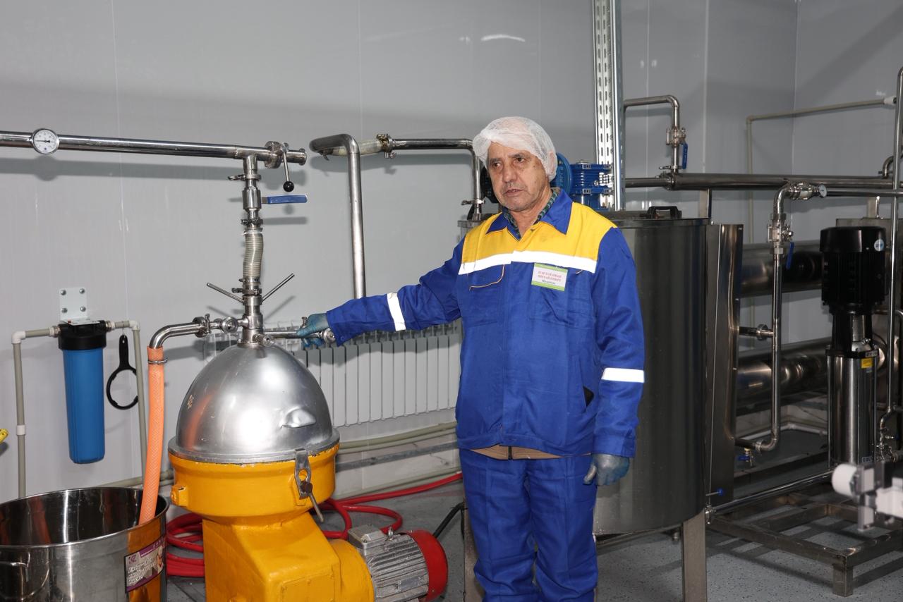 Túıe súti shetel naryǵyna shyǵady