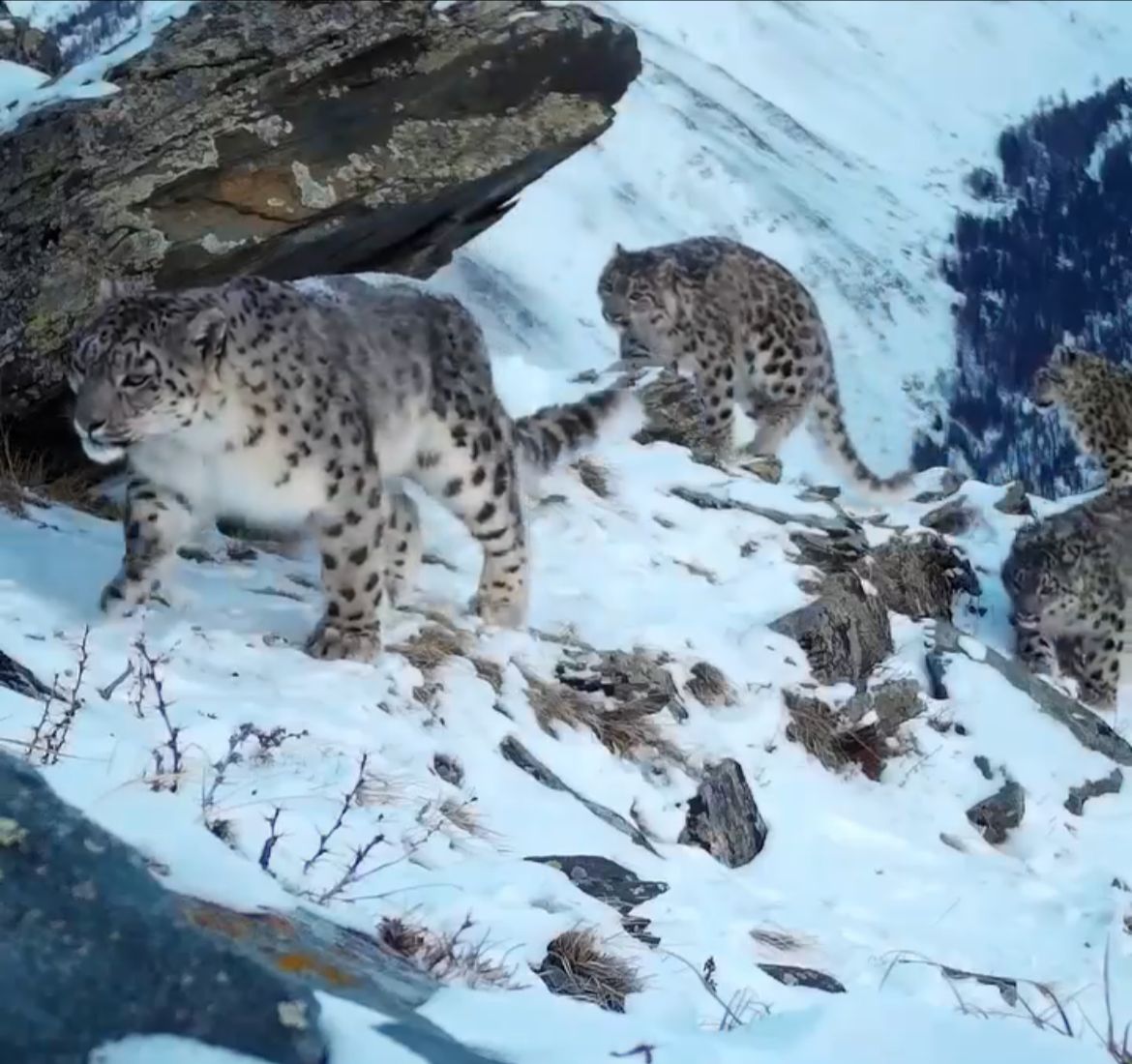 Tór Altaıda tórt barys júr