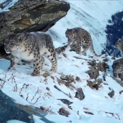 Tór Altaıda tórt barys júr